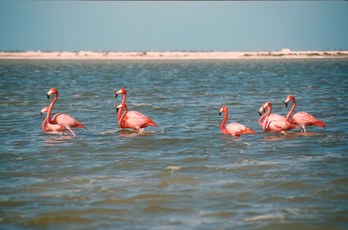 American Flamingo - ML640623017