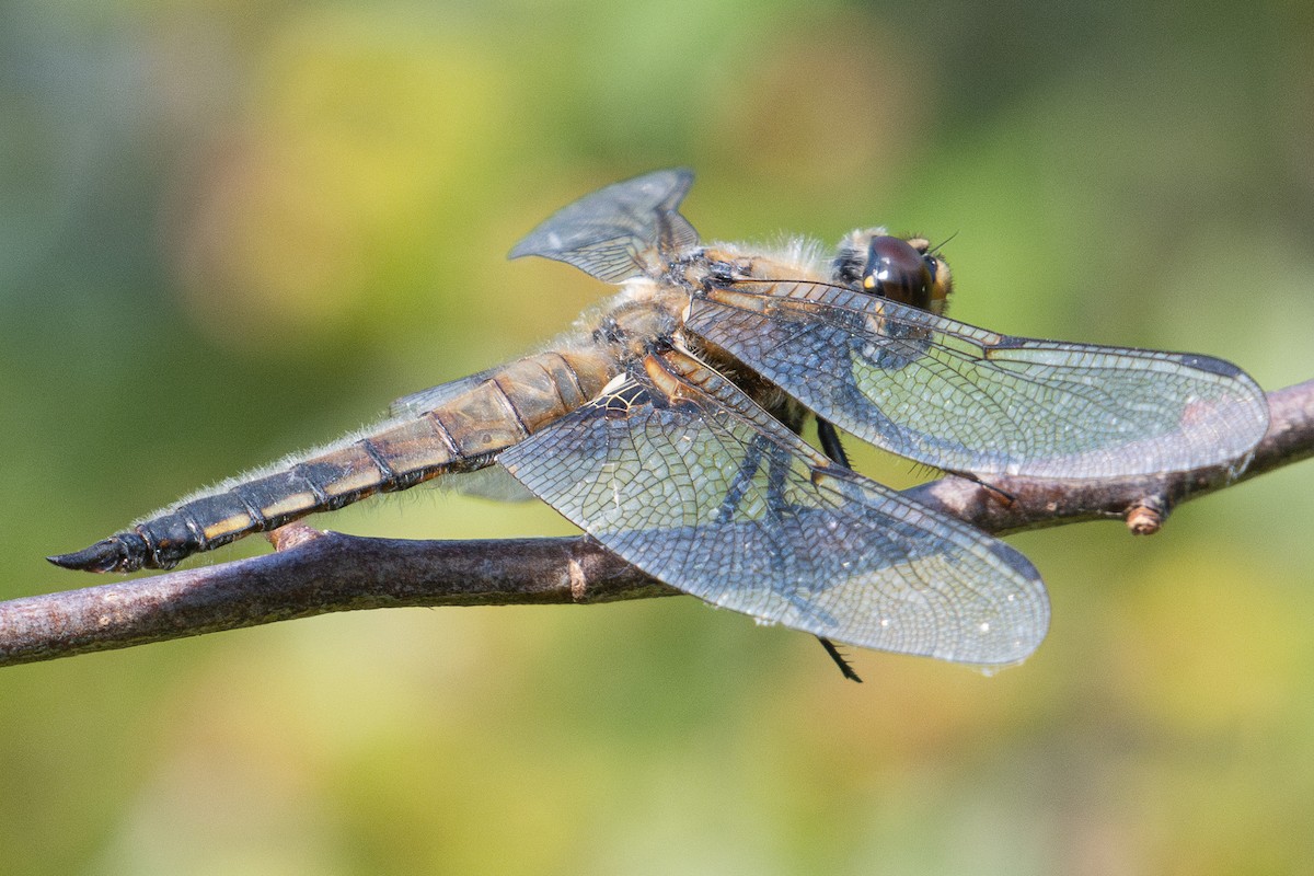 Four-spotted Skimmer - ML640623021