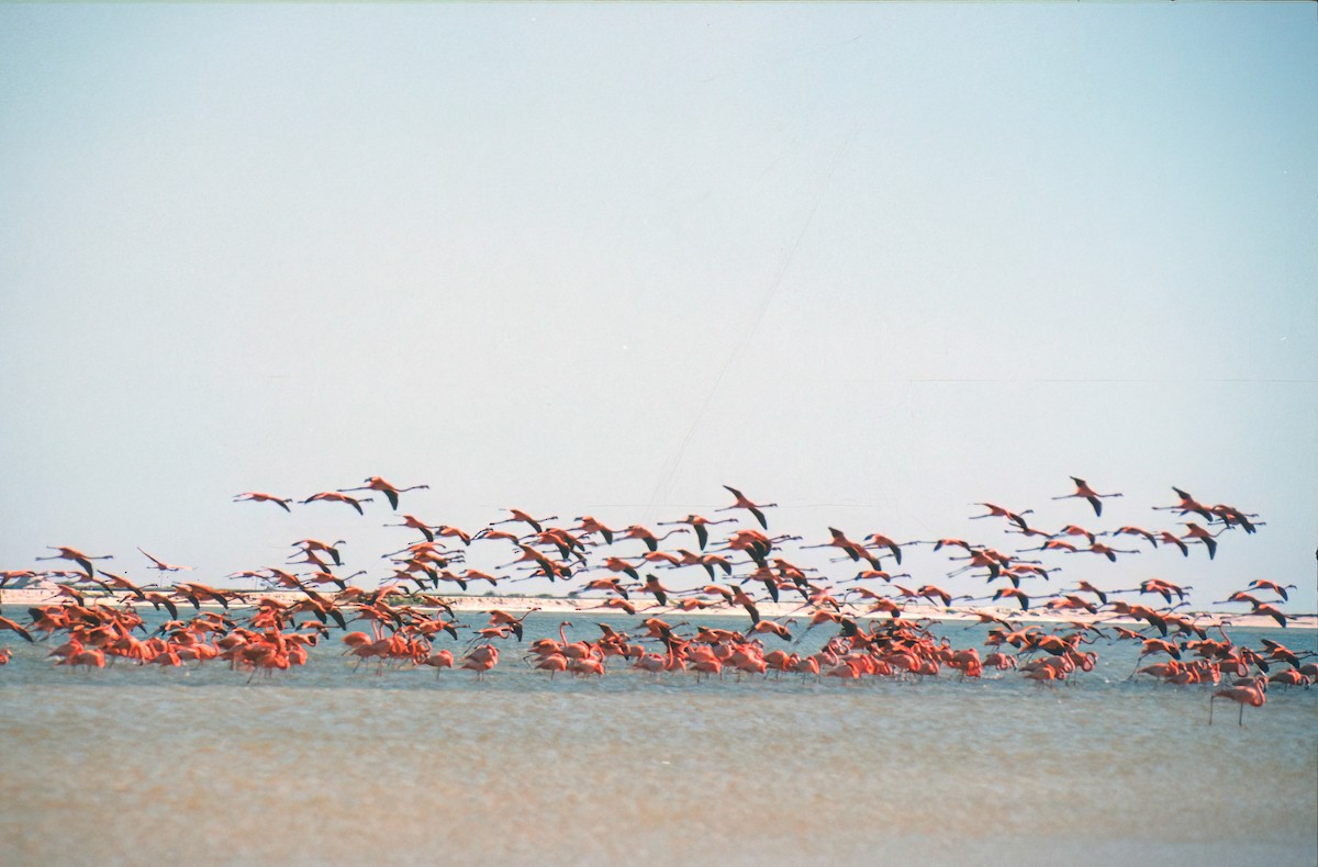 American Flamingo - ML640623022