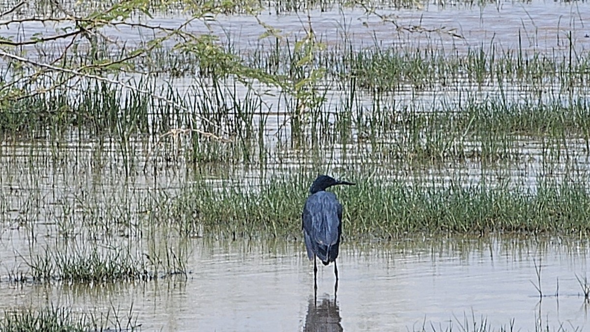 Black Heron - ML640623046