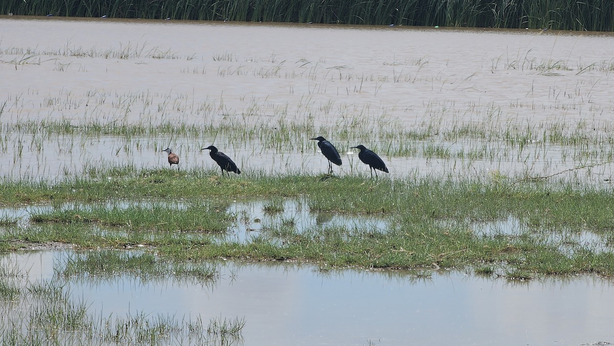 Black Heron - ML640623047