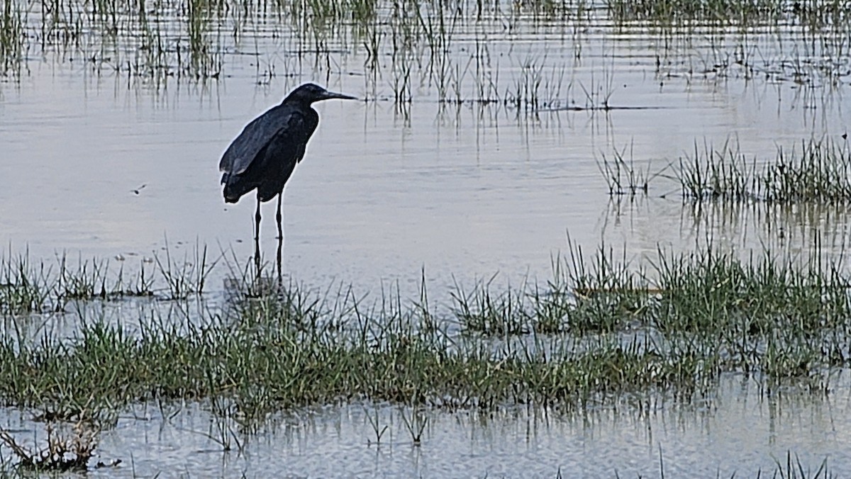 Black Heron - ML640623048