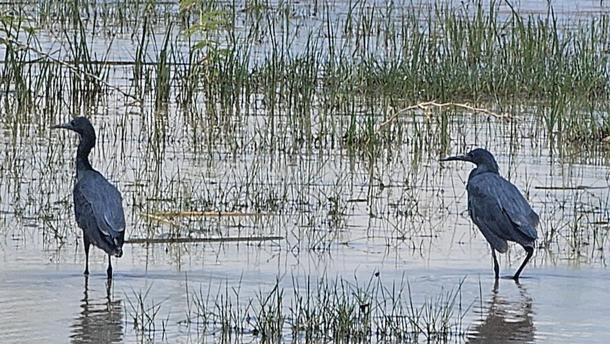 Black Heron - ML640623049