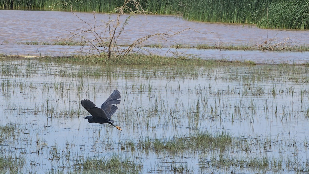 Black Heron - ML640623050