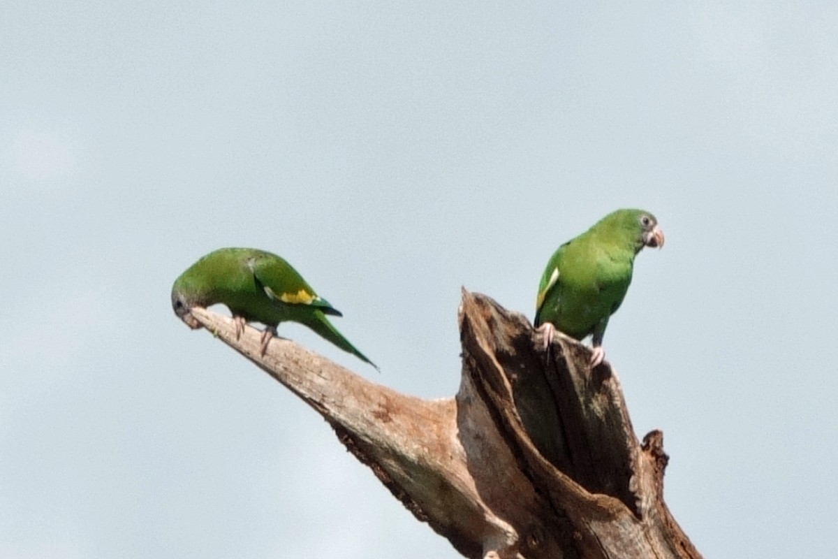 White-winged Parakeet - ML640623055
