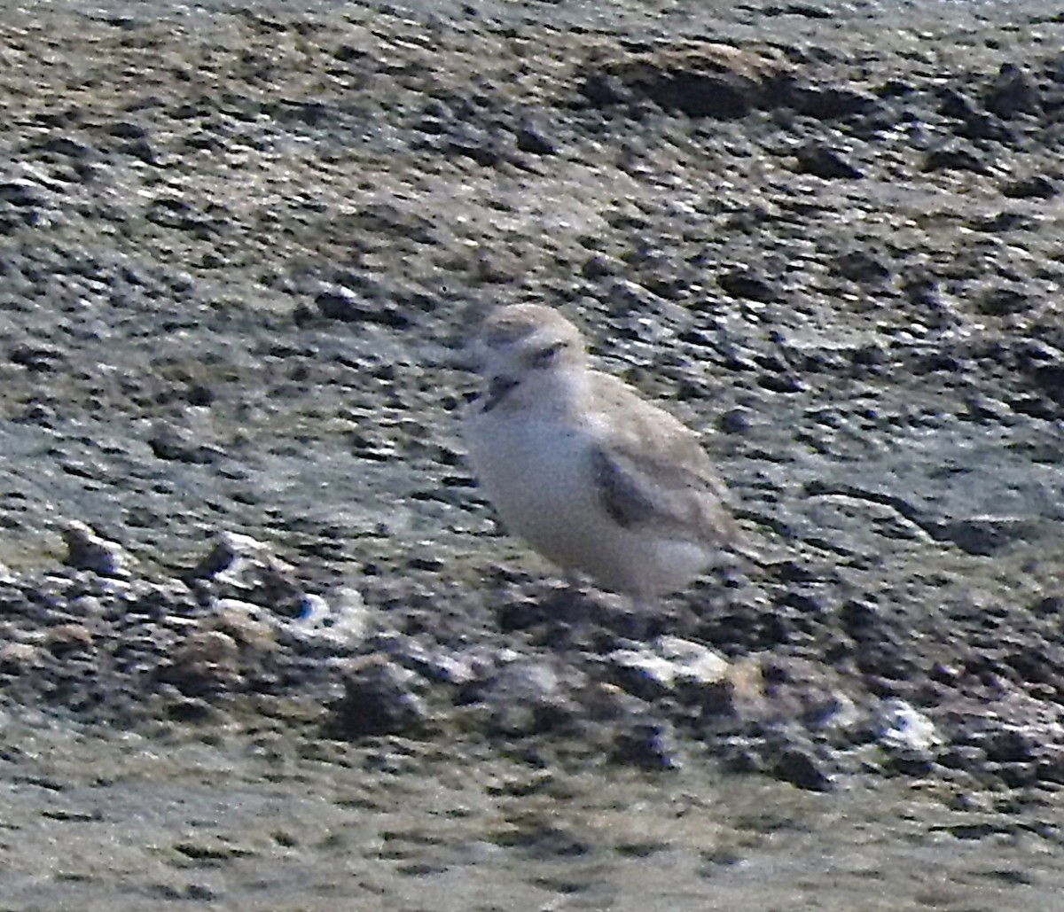 Snowy Plover - ML640623140