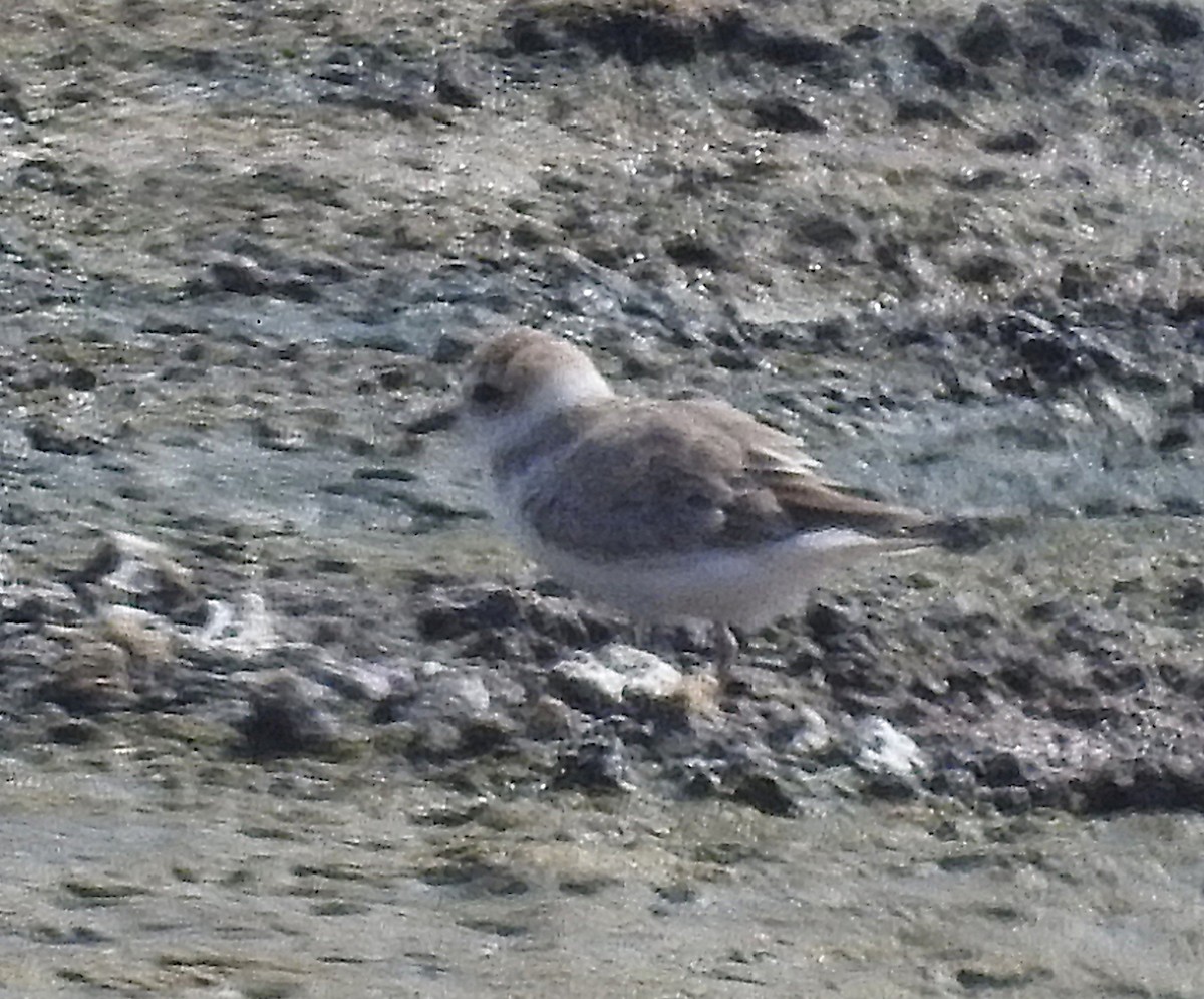 Snowy Plover - ML640623141