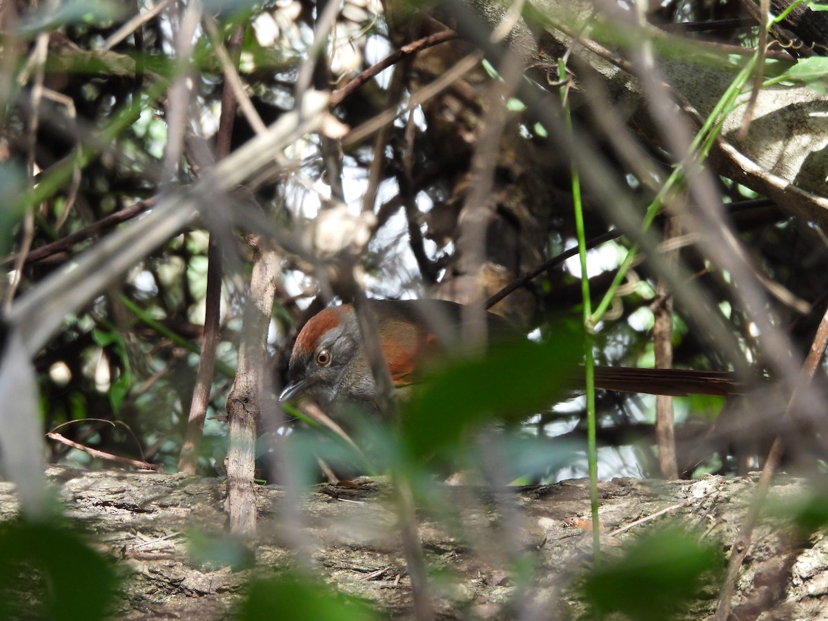 Sooty-fronted Spinetail - ML640623209