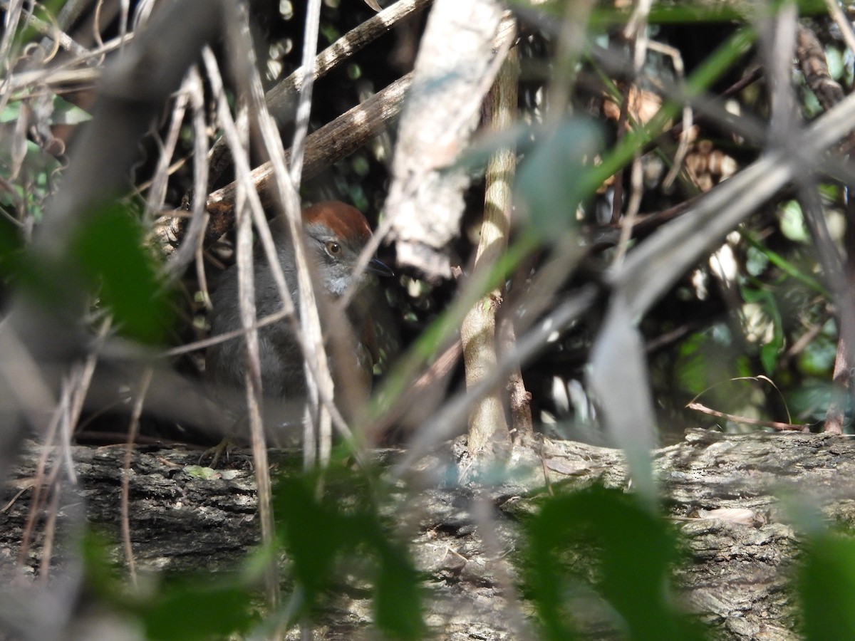 Sooty-fronted Spinetail - ML640623210