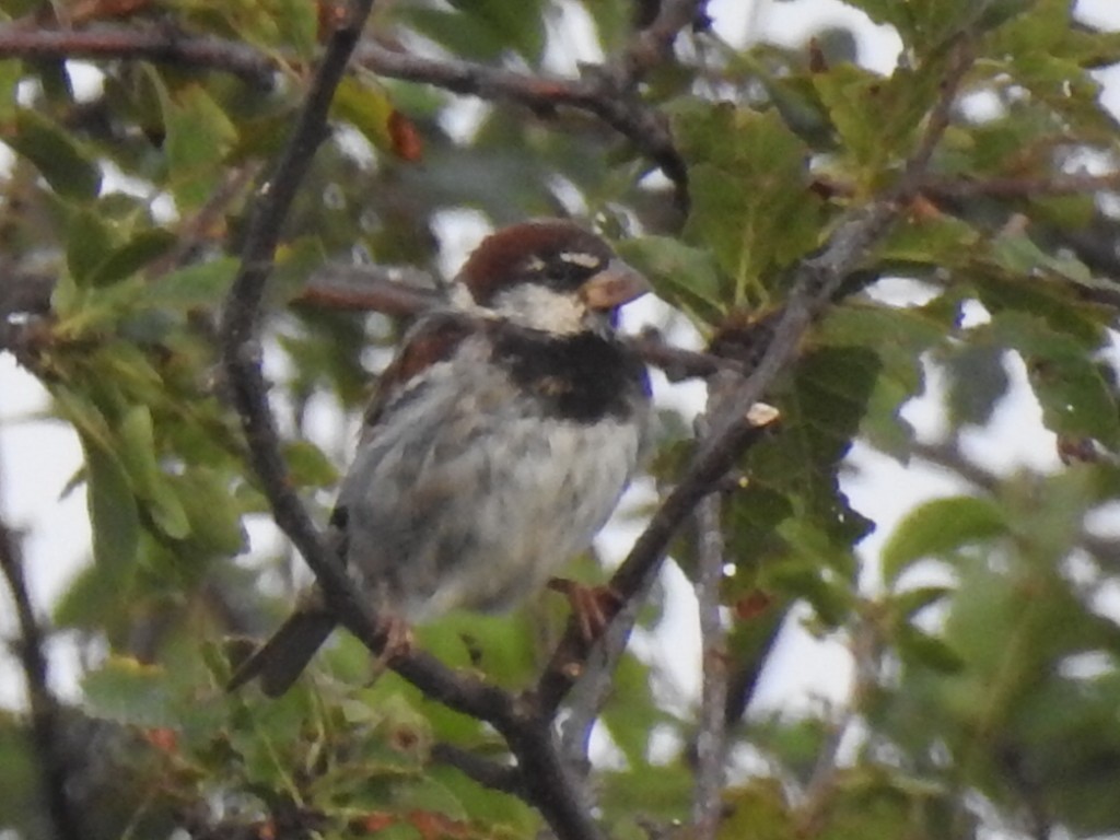 Spanish Sparrow - ML640623290