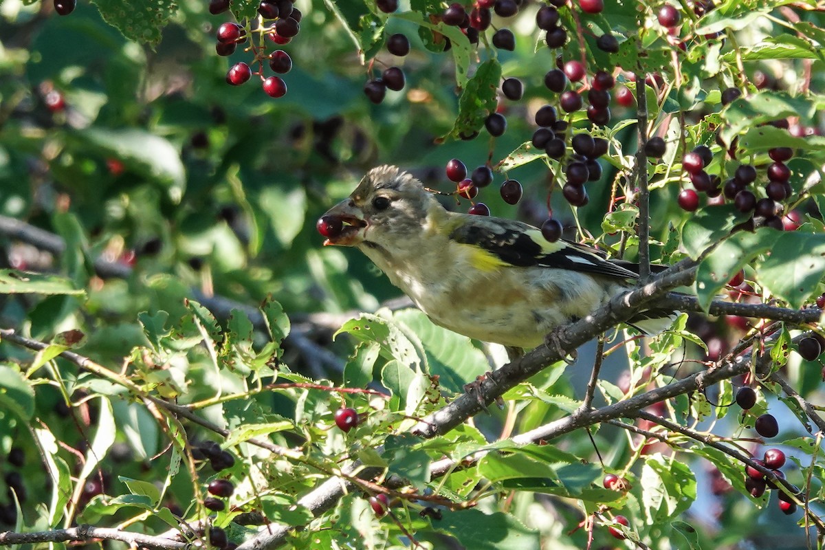 Evening Grosbeak - ML640623300