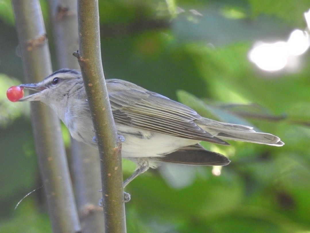 Red-eyed Vireo - ML640623346