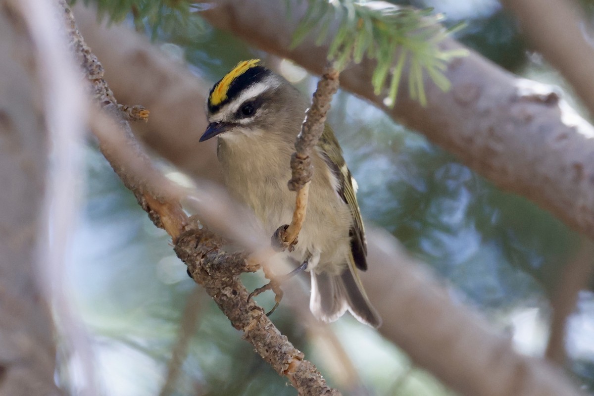 Golden-crowned Kinglet - ML640623358