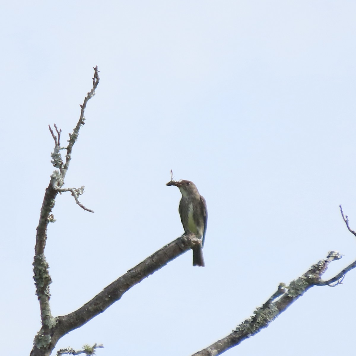 tyranovec severský - ML640623439