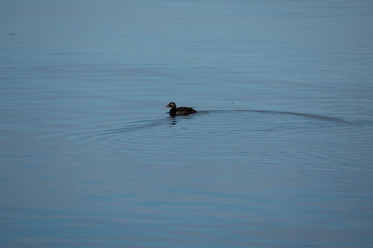 White-winged Scoter - ML640623489