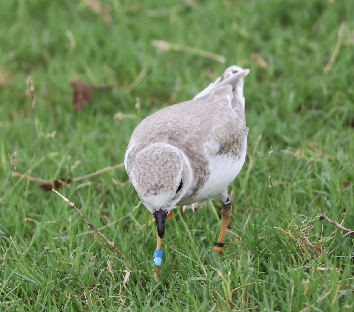 Piping Plover - ML640623578