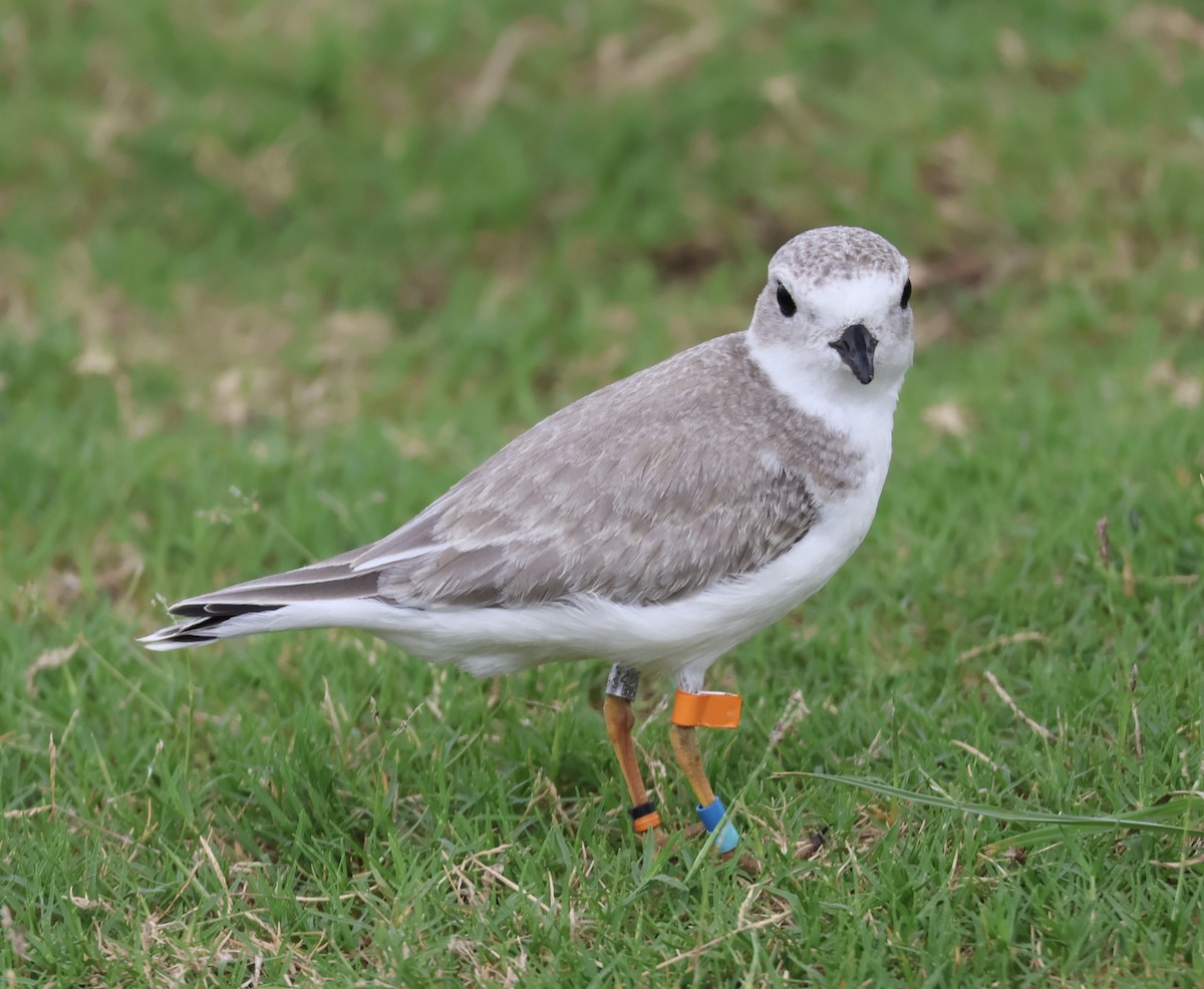 Piping Plover - ML640623579