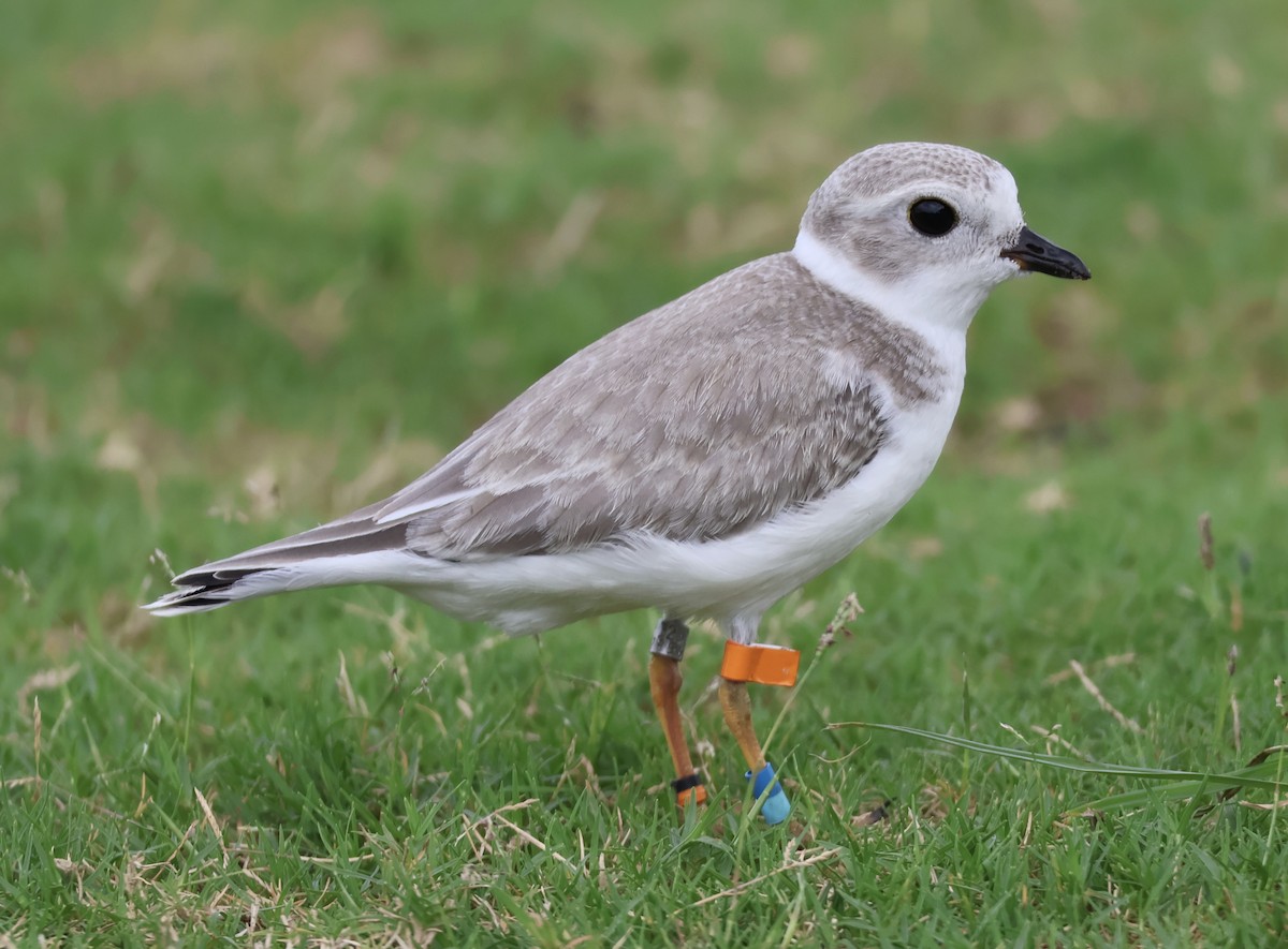 Piping Plover - ML640623580