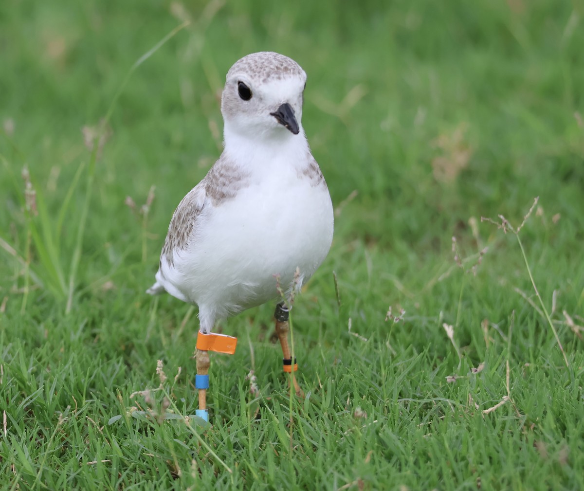 Piping Plover - ML640623581