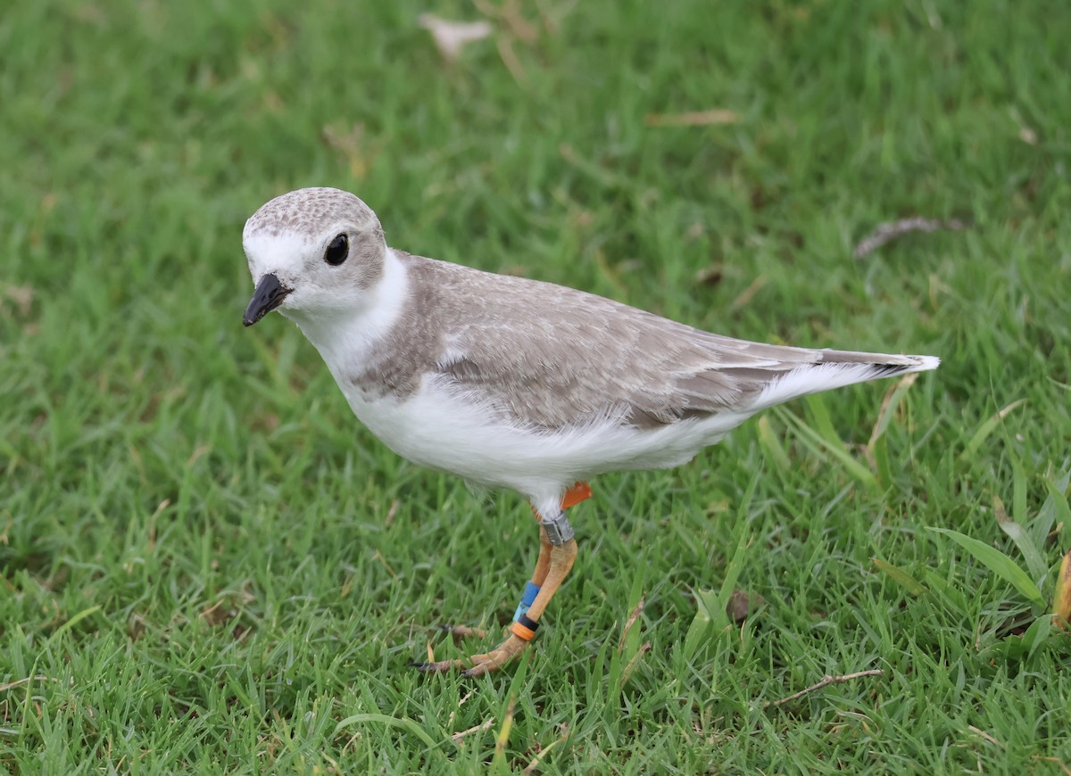 Piping Plover - ML640623582