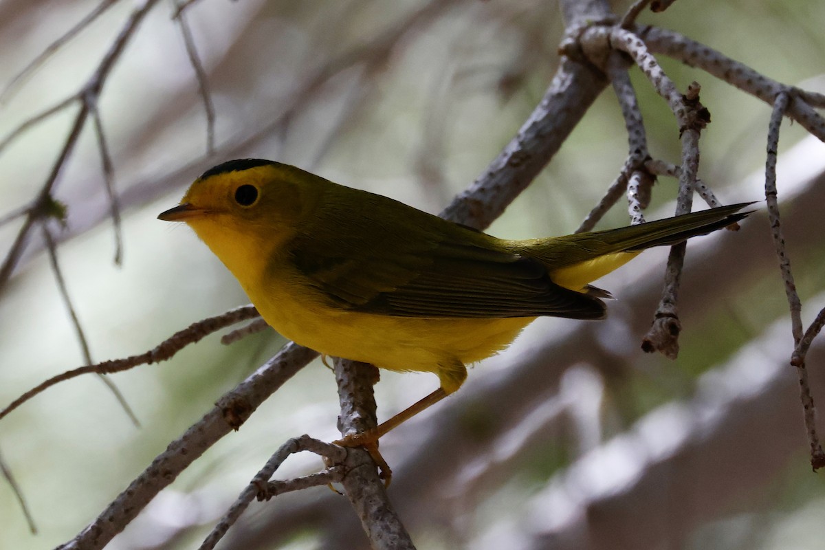 Wilson's Warbler - ML640623612