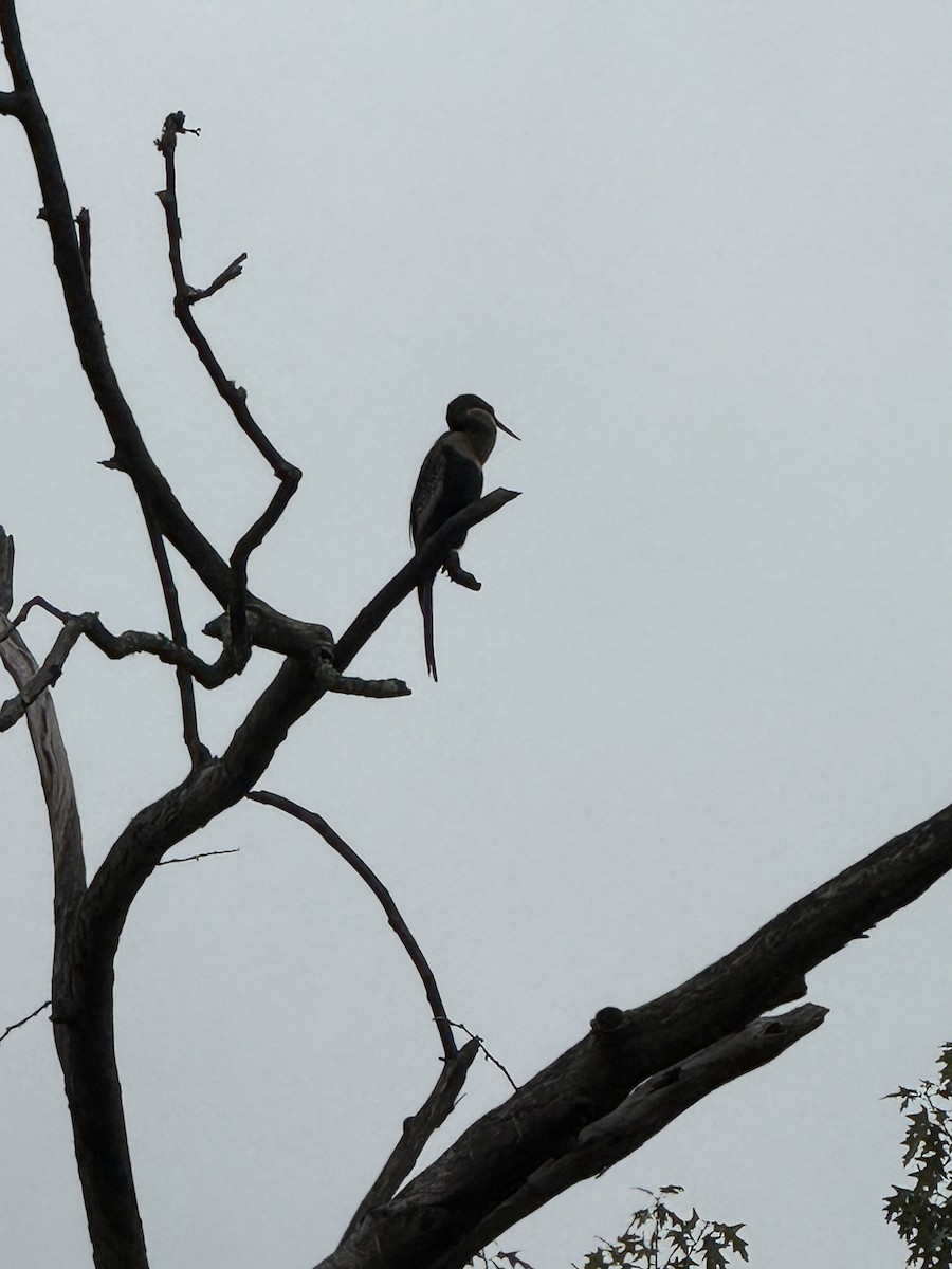 Anhinga - ML640623797