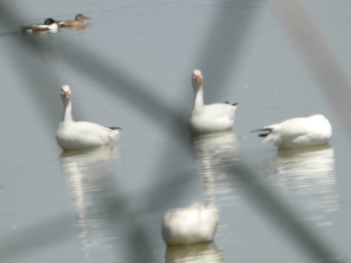 Snow Goose - ML640623827