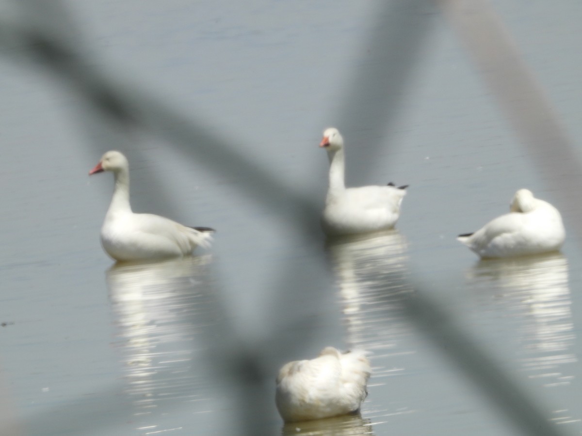 Snow Goose - ML640623841