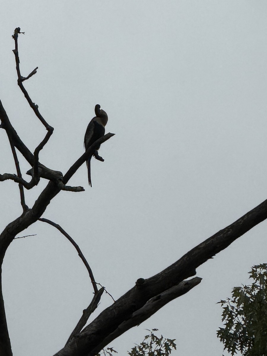 Anhinga - ML640623907