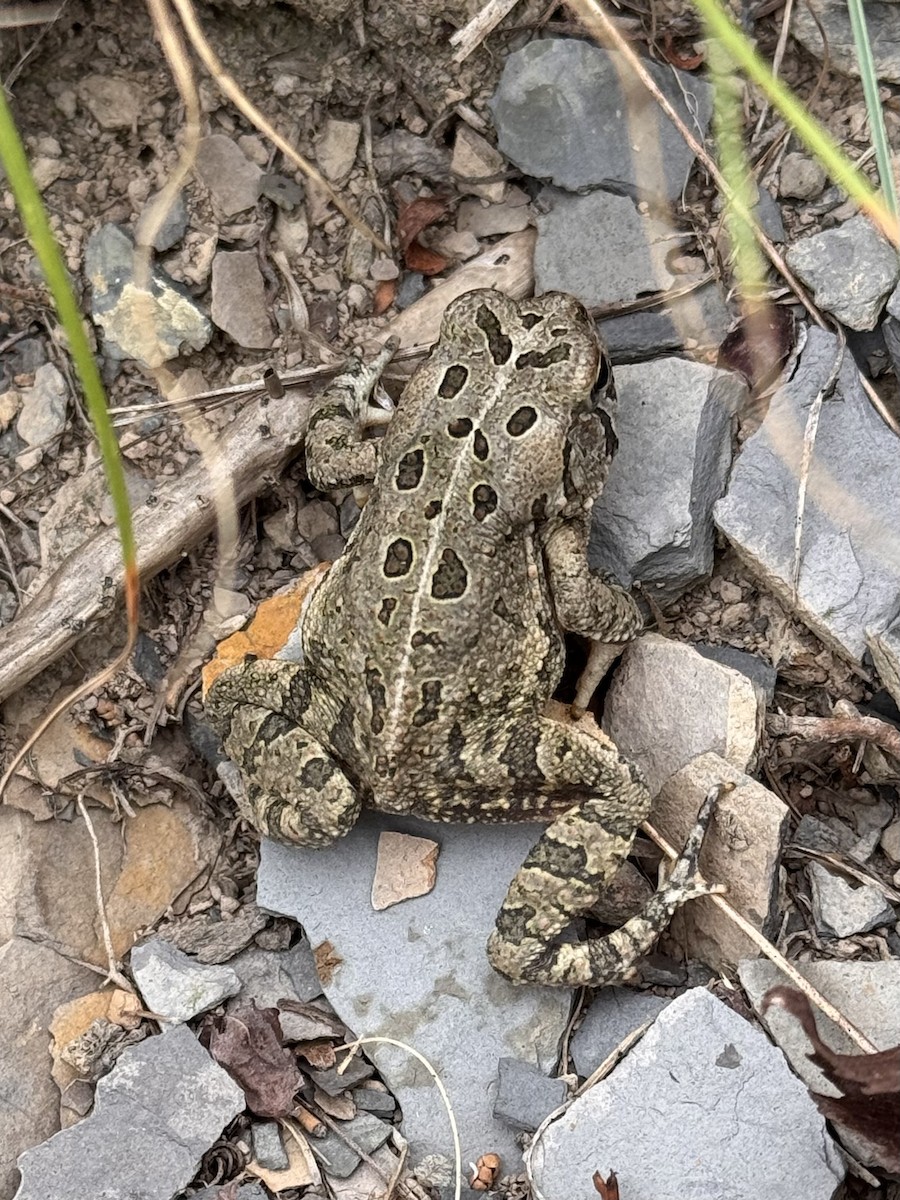 Fowler's Toad - ML640623935