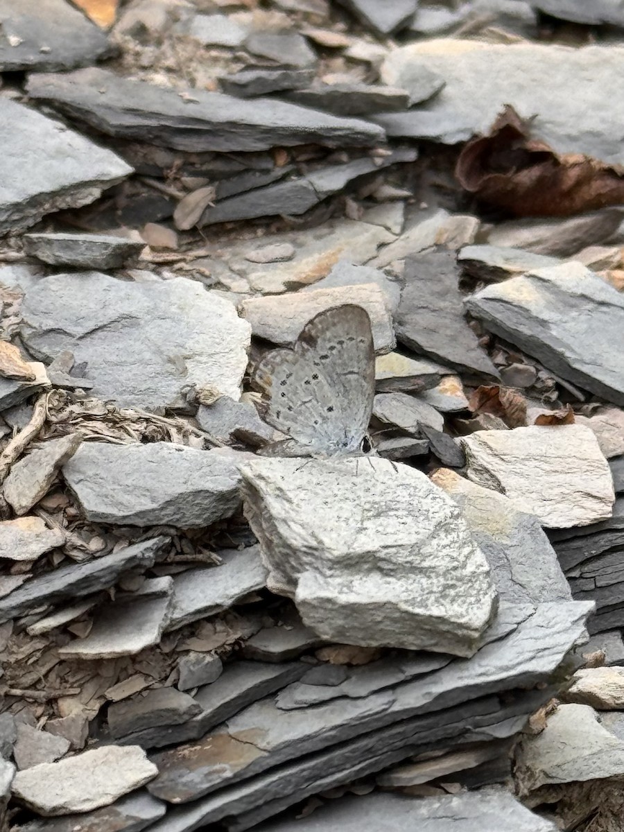 Eastern Tailed-Blue - ML640623983