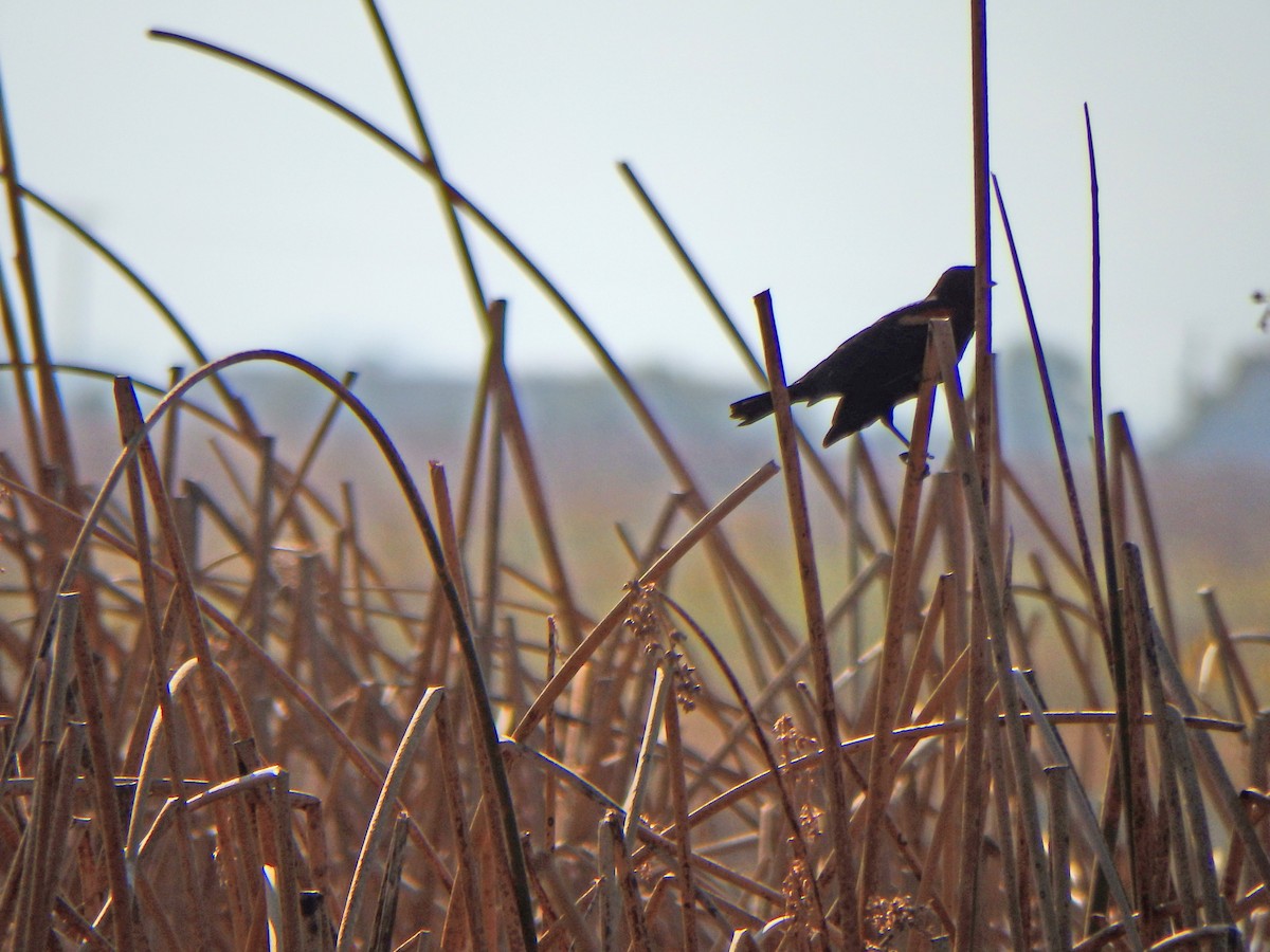 Tricolored Blackbird - ML640624034