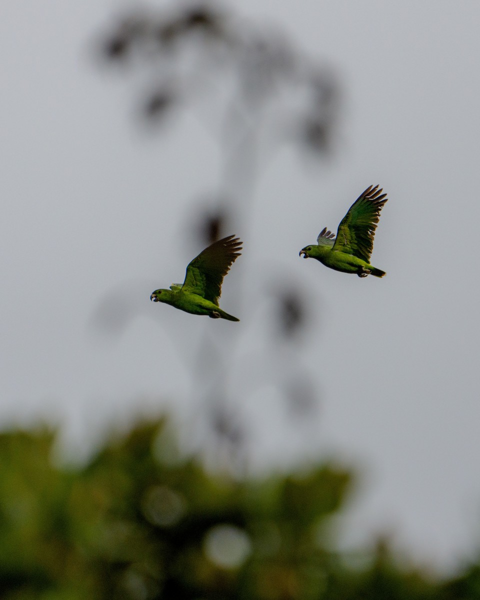 Scaly-naped Amazon - ML640624063