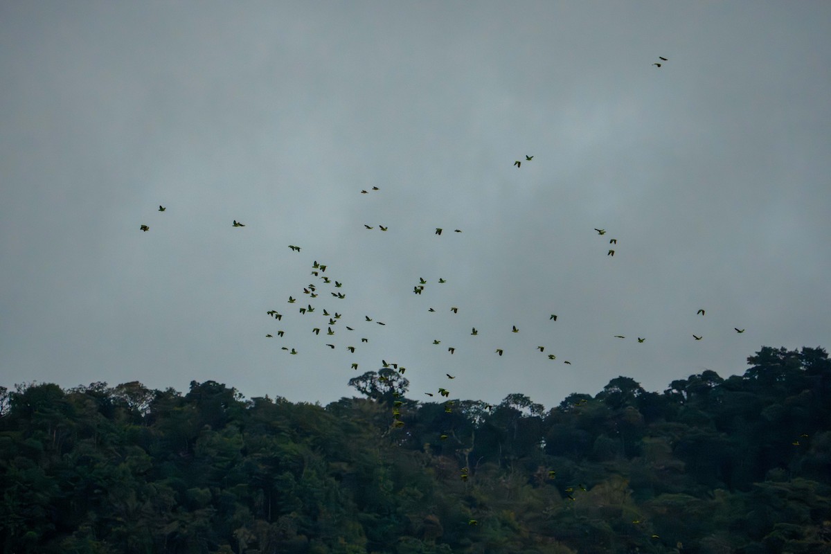 Scaly-naped Amazon - ML640624064