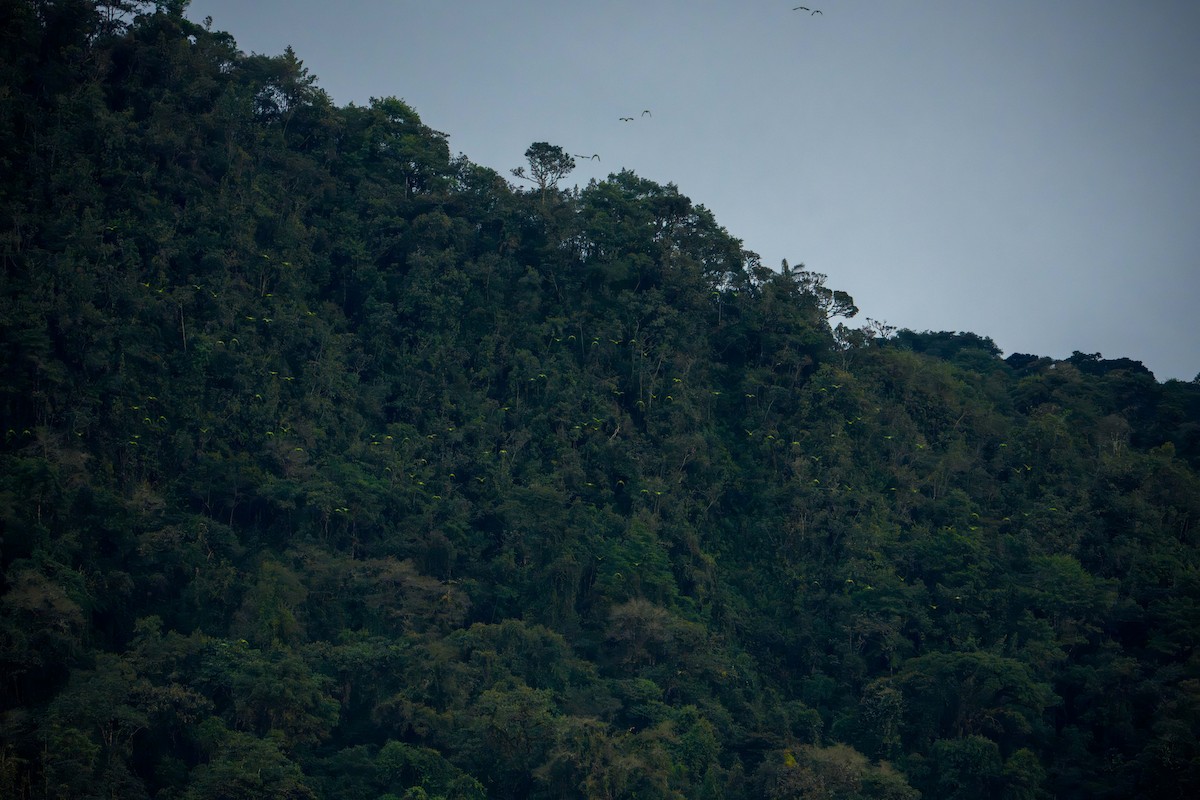 Scaly-naped Amazon - ML640624066