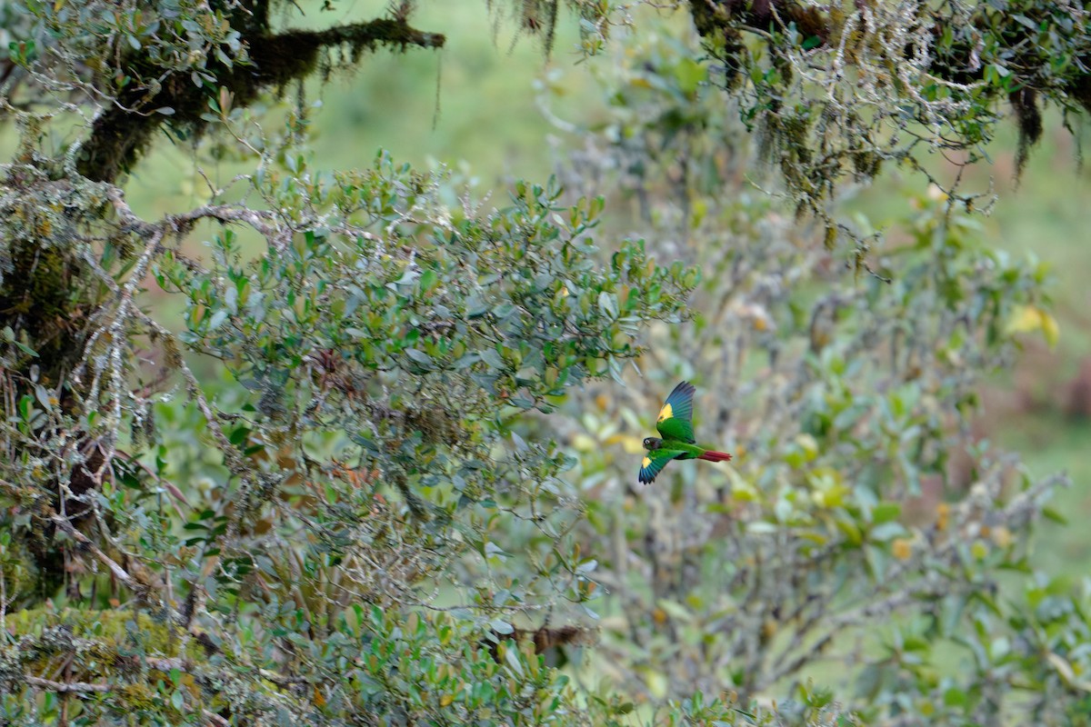 Brown-breasted Parakeet - ML640624077