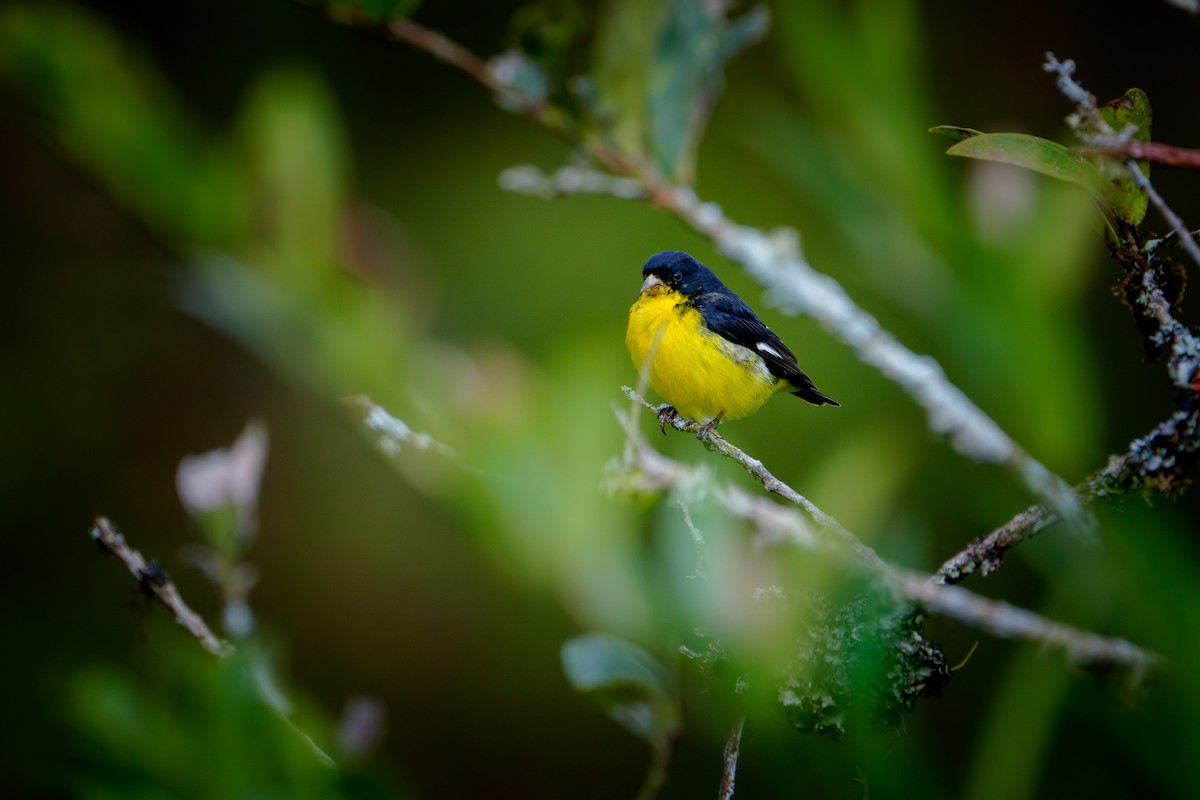 Lesser Goldfinch - ML640624081