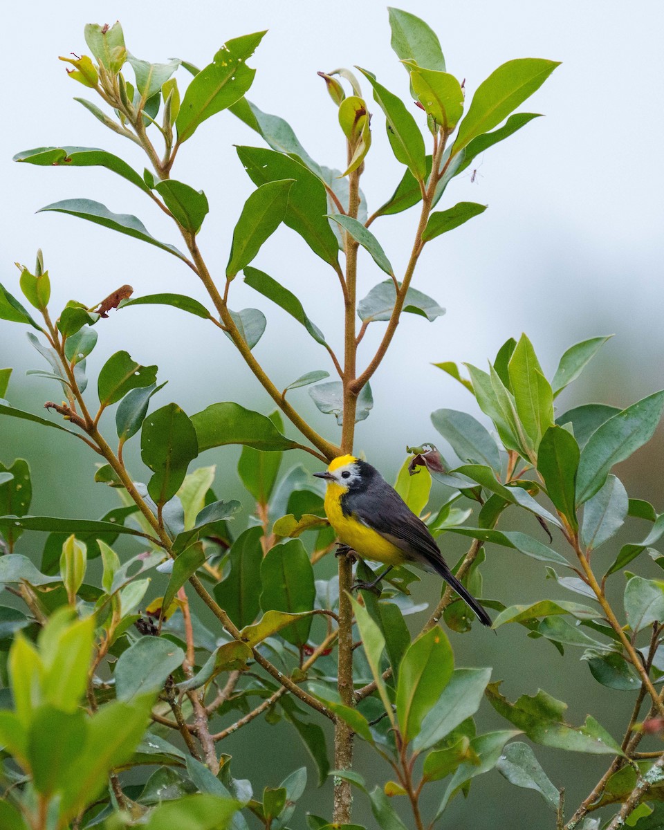 Golden-fronted Redstart - ML640624092