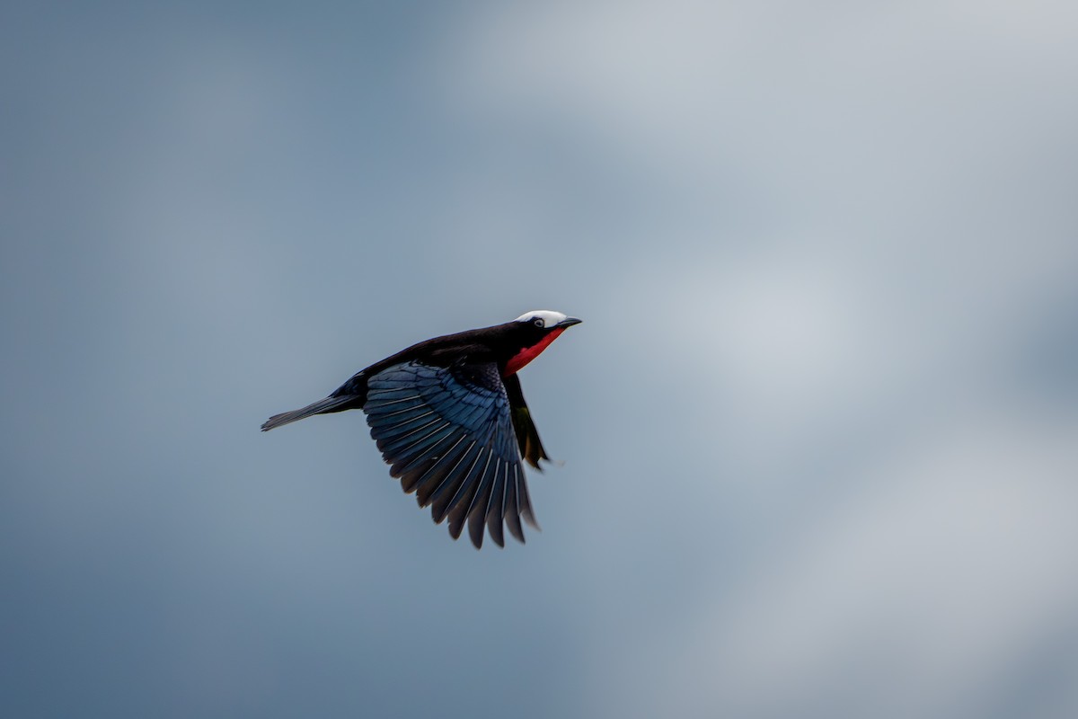White-capped Tanager - ML640624101