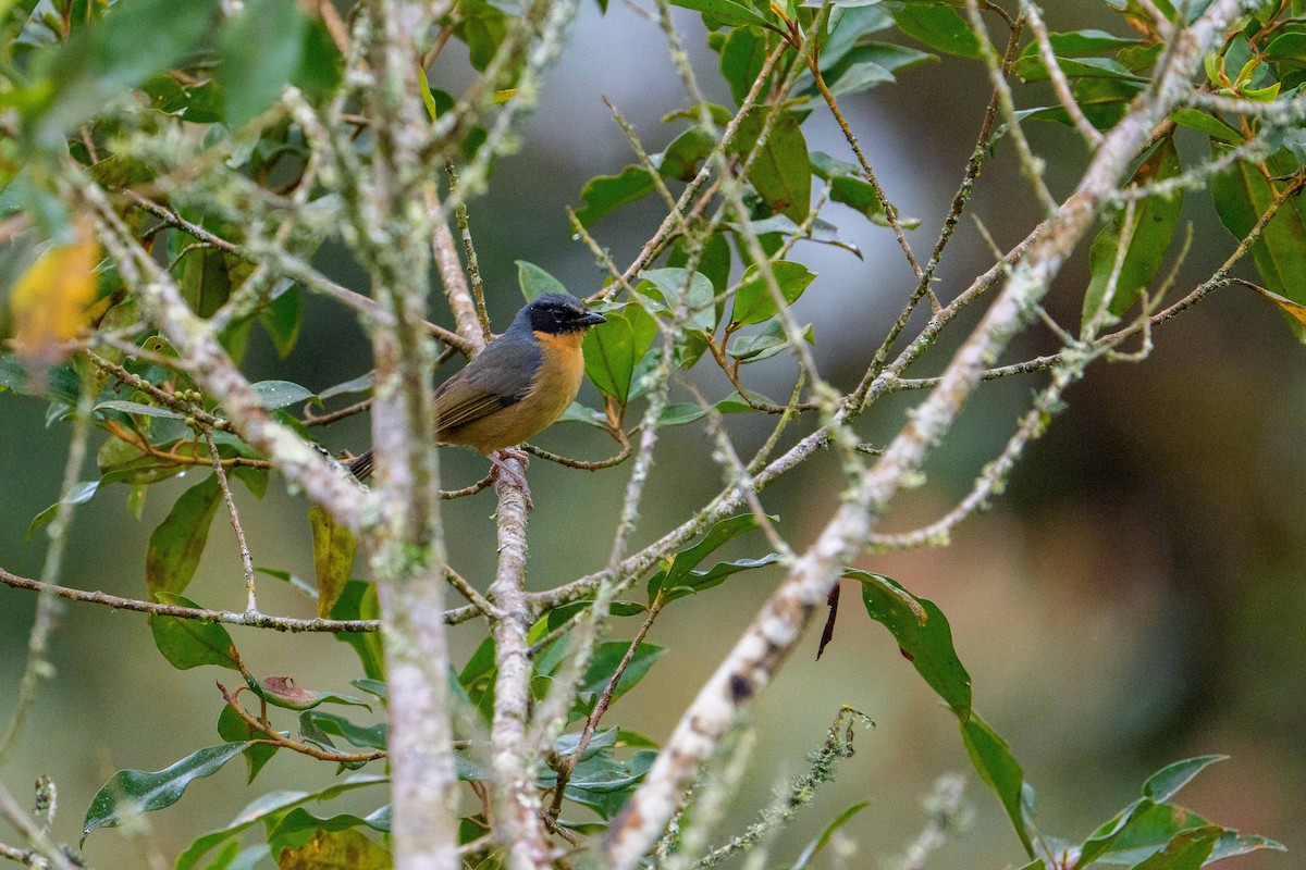 Black-eared Hemispingus - ML640624107