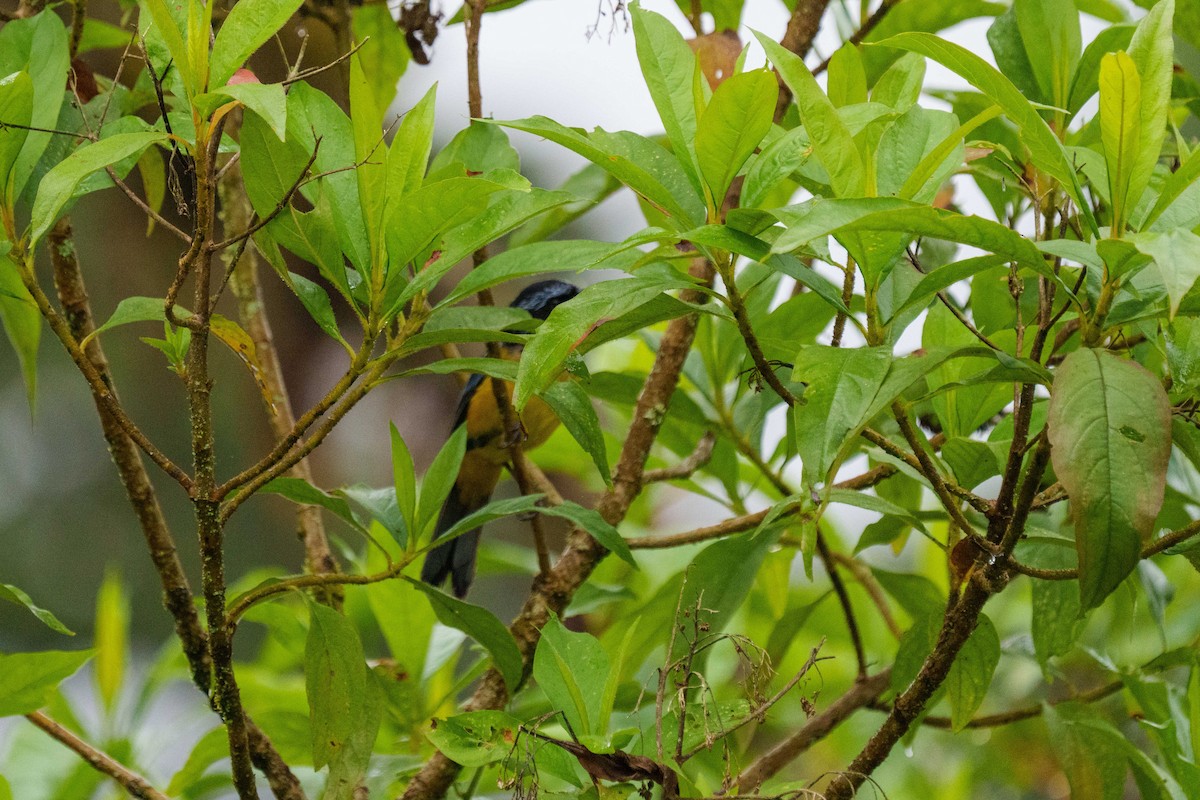 Buff-banded Mountain Tanager - ML640624115