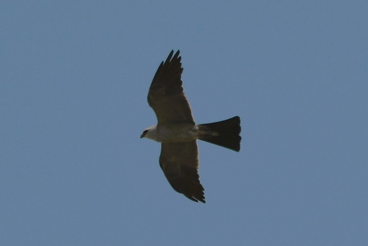 Mississippi Kite - ML640624125