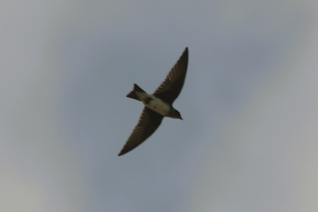 Purple Martin - ML640624228