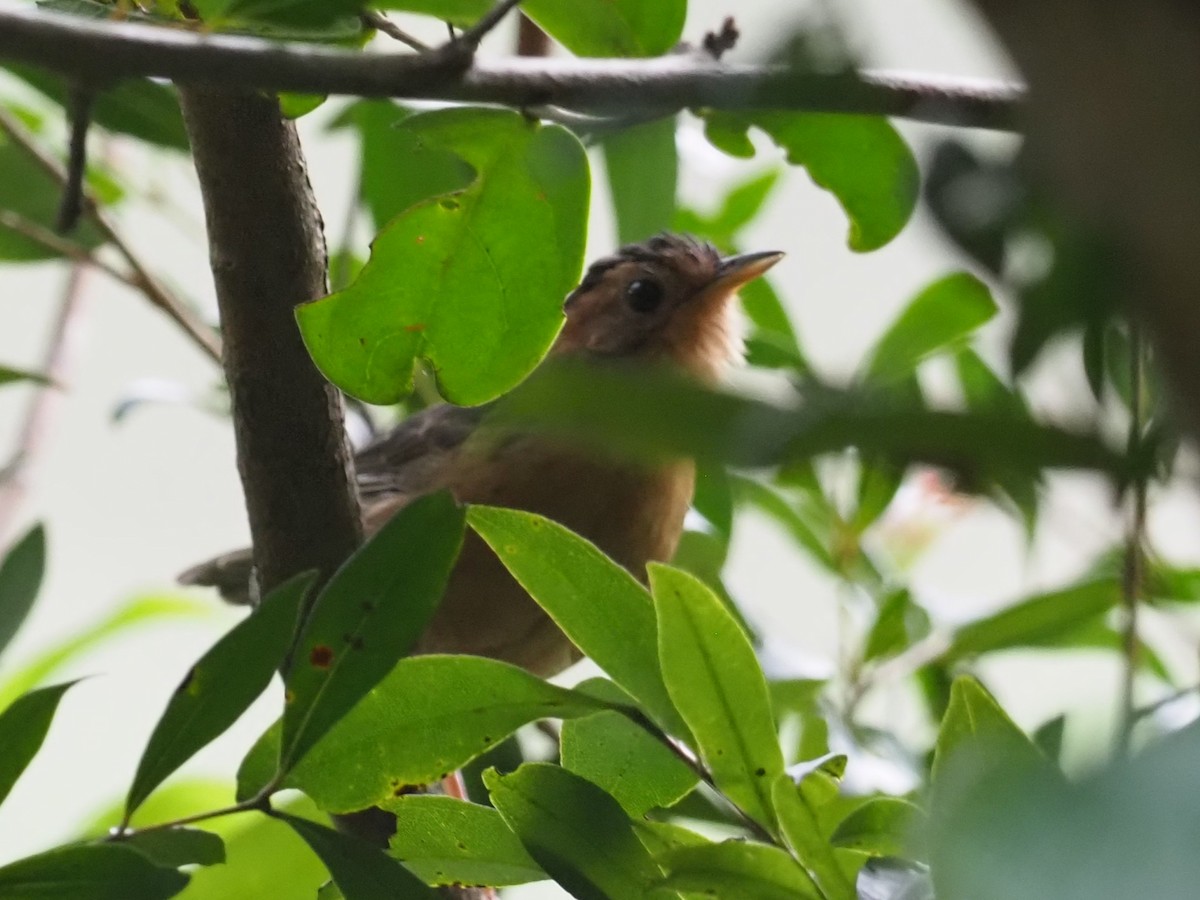 Brown-capped Babbler - ML640624231