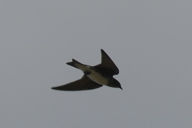 Purple Martin - ML640624315