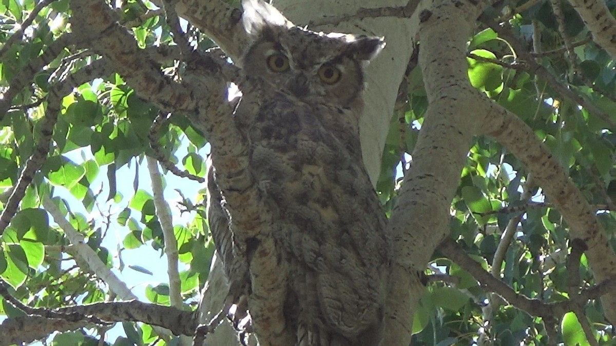 Great Horned Owl - ML640624410