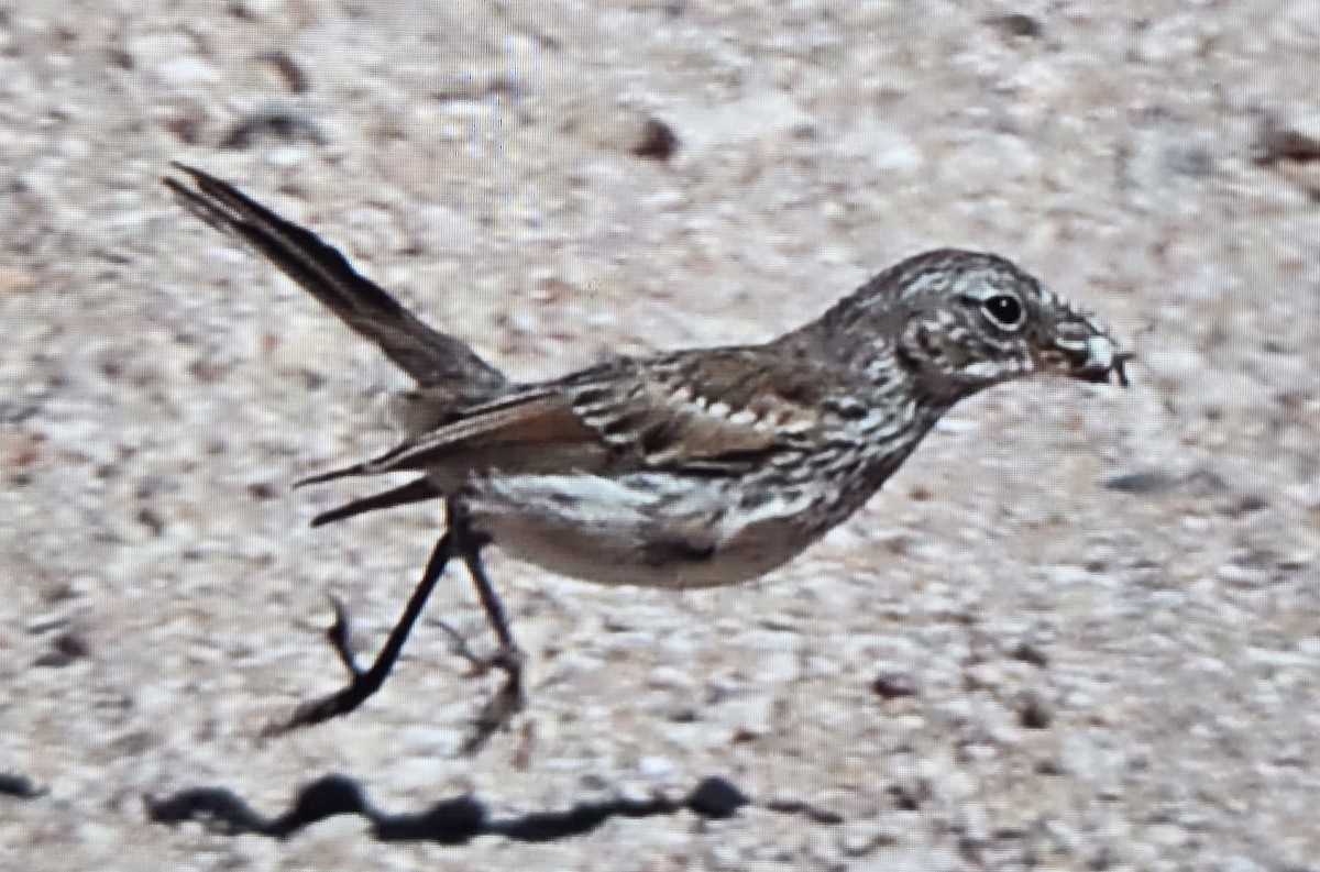 Sagebrush Sparrow - ML640624430