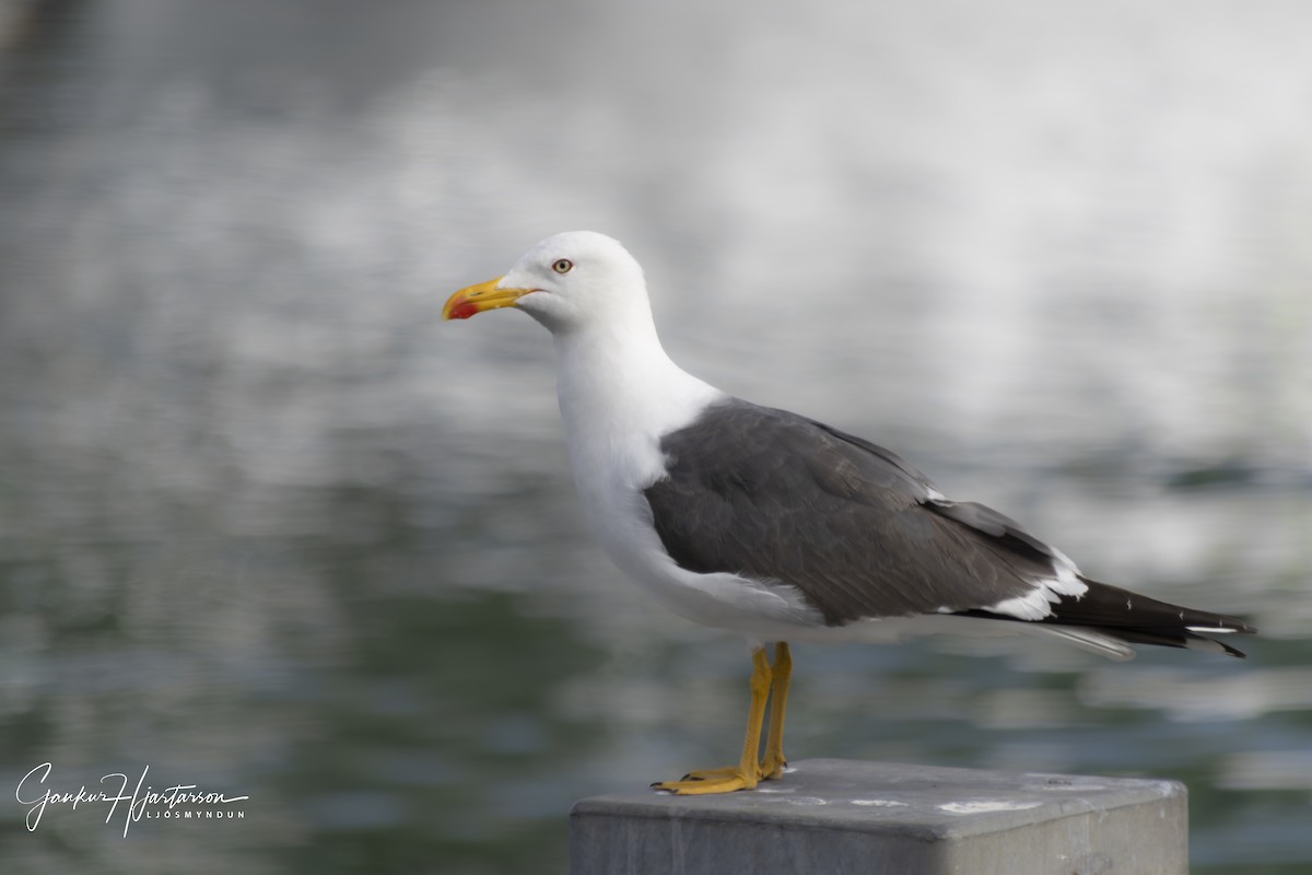 Lesser Black-backed Gull - ML640624442