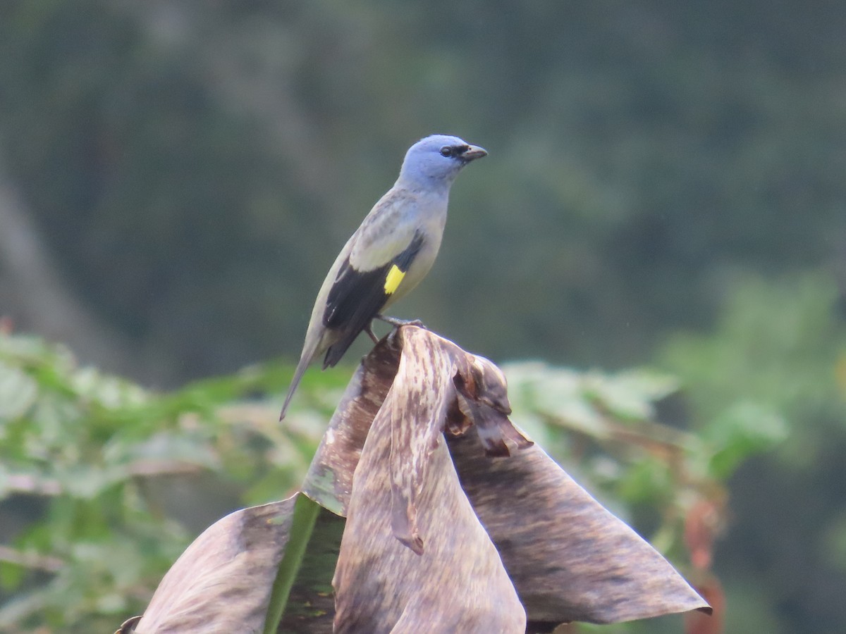 Tangara Aliamarilla - ML640624499