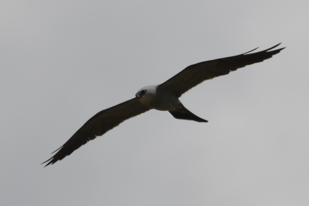 Mississippi Kite - ML640624558